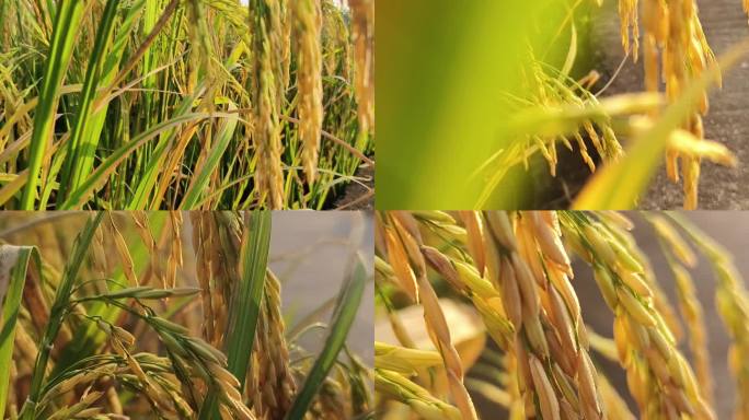 逆光稻穗夕阳下金色的禾苗稻田逆光成熟稻谷