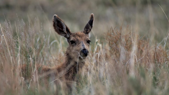骡子鹿，黄石国家公园，怀俄明州