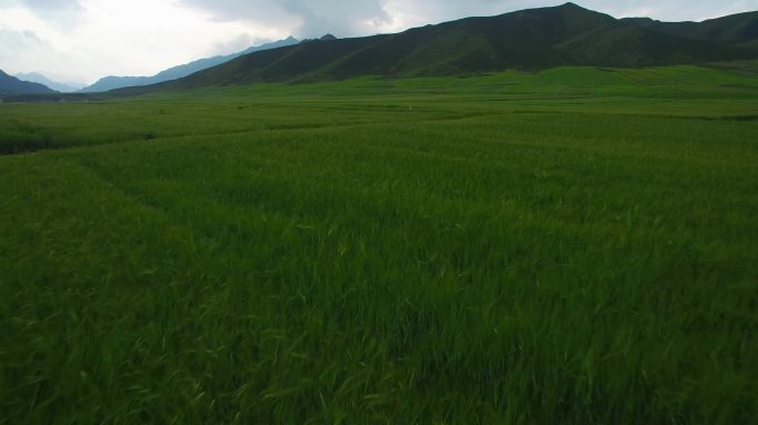 高原上的广袤无际麦田自然风景