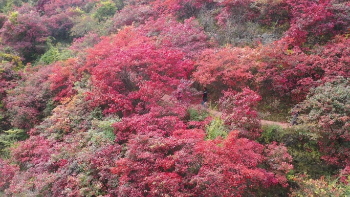 红叶树下拍照