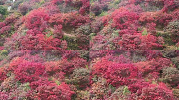 红叶树下拍照