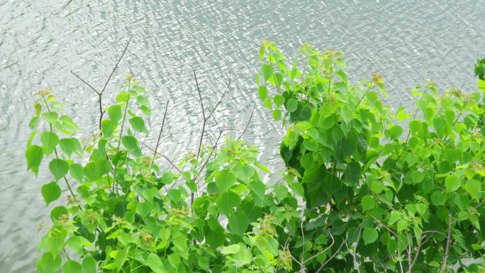 银色湖面 湖边摇曳的绿树 绿叶