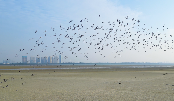 群鸟飞翔几千只鸟儿一起飞翔-海鸟群飞起舞
