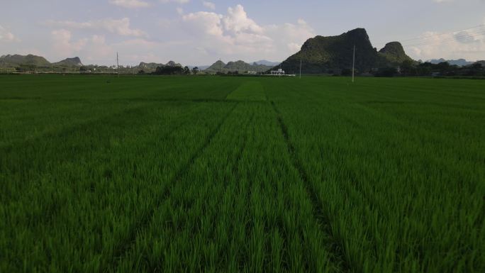 万亩稻田航拍