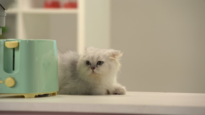 可爱的白猫趴在桌子上