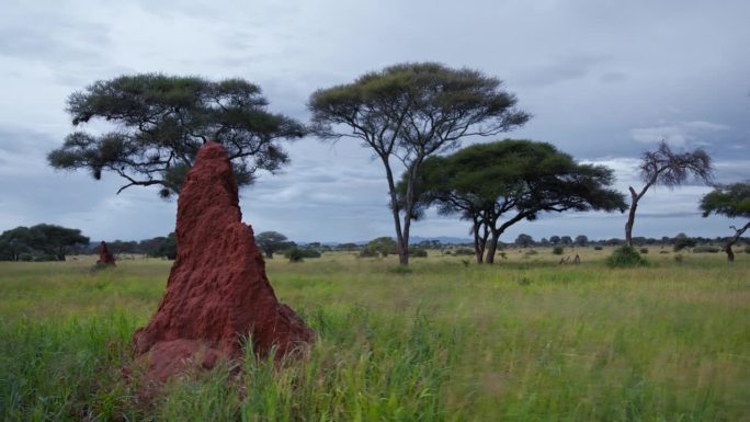 坦桑尼亚大草原上巨大的白蚁丘和金合欢树