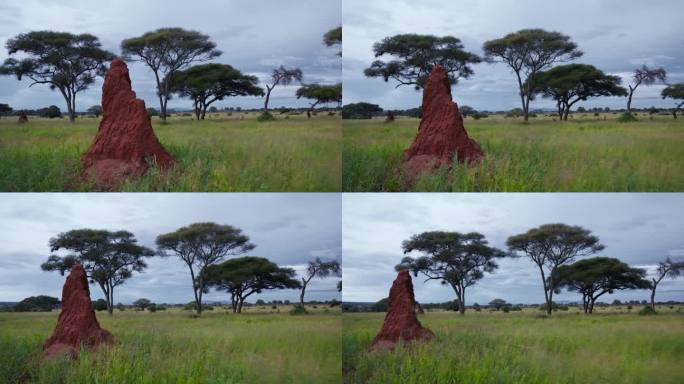 坦桑尼亚大草原上巨大的白蚁丘和金合欢树