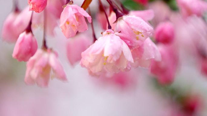 春天 雨珠 海棠