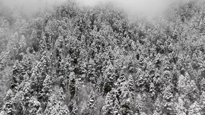 巴松措风景区的高山 树木 雪景 湖心岛