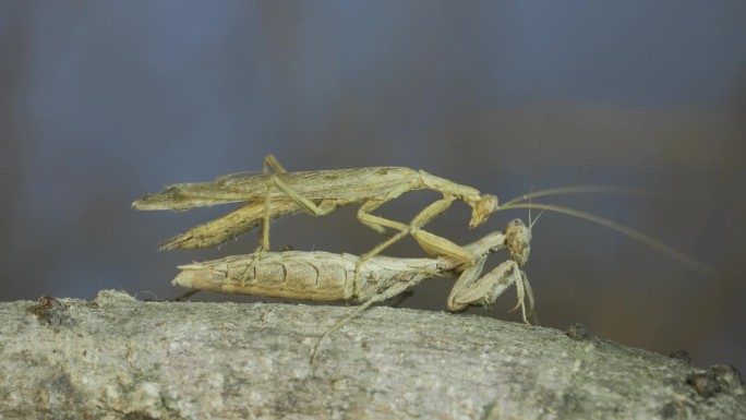 雌螳螂站在树枝上的特写，雄螳螂坐在她的上面，刺激她交配。克里米亚螳螂(Ameles heldreic