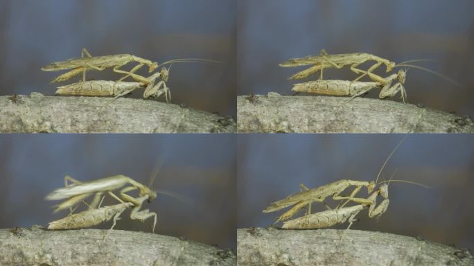 雌螳螂站在树枝上的特写，雄螳螂坐在她的上面，刺激她交配。克里米亚螳螂(Ameles heldreic