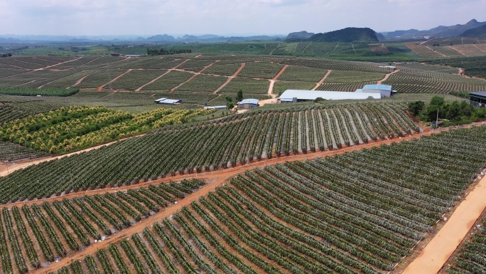 万亩火龙果基地航拍实拍2