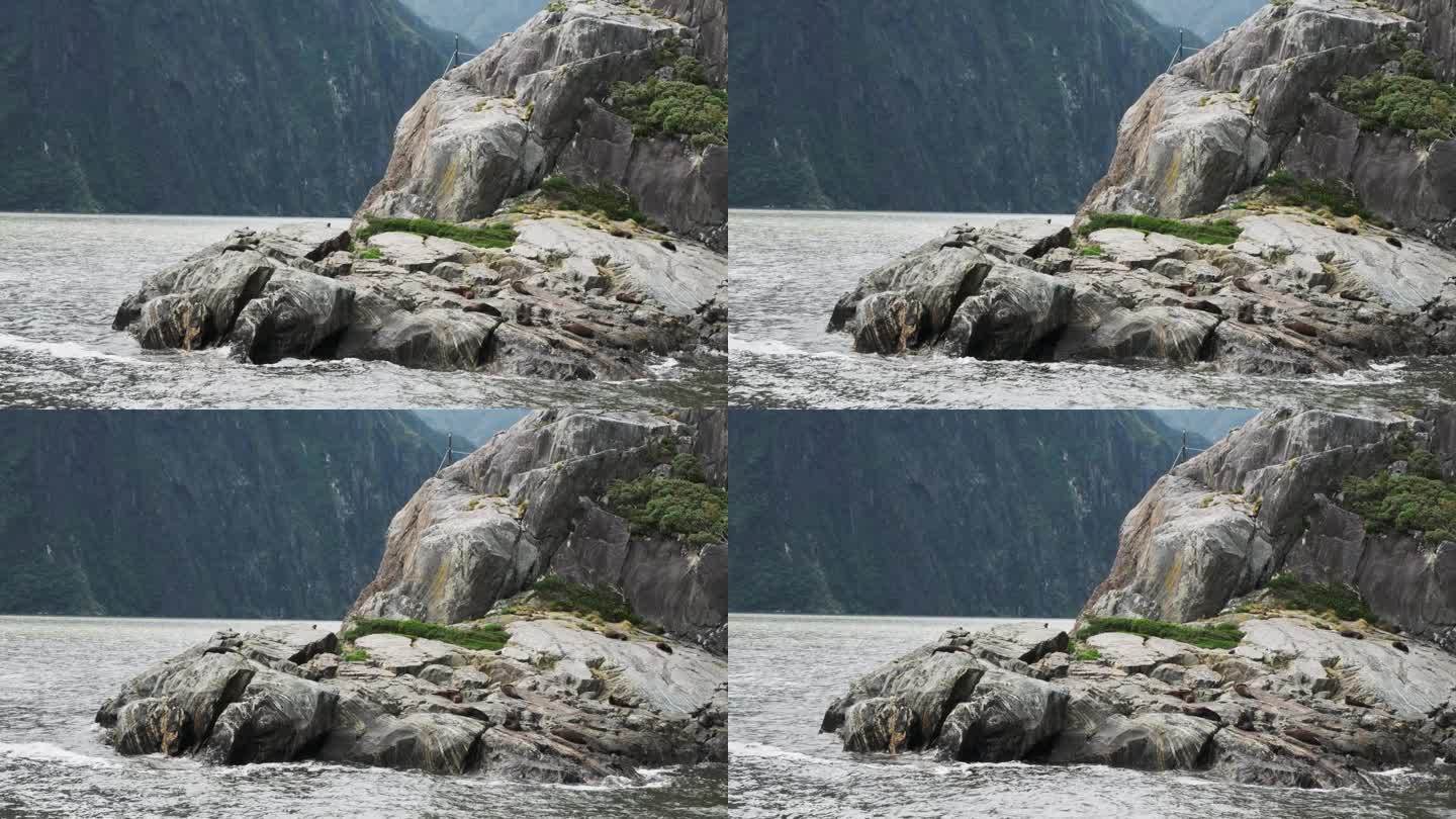 POV，在一块大岩石上晒太阳的海狮慢慢靠近