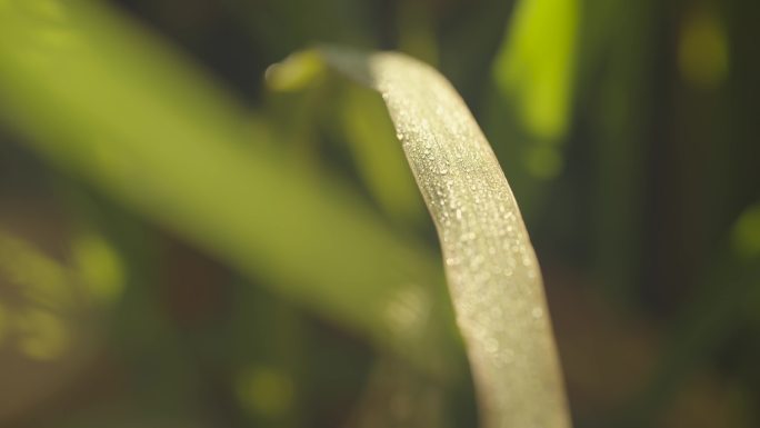 金秋时节水稻成熟季节