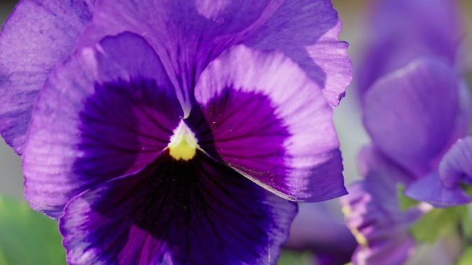 紫罗兰花在秋风里，沐浴在温暖的阳光里。