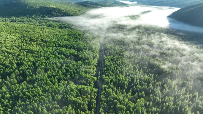 云雾迷漫的绿色梦幻森林