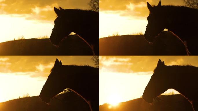 轮廓，特写，镜头光晕美丽的马头轮廓在金色的光