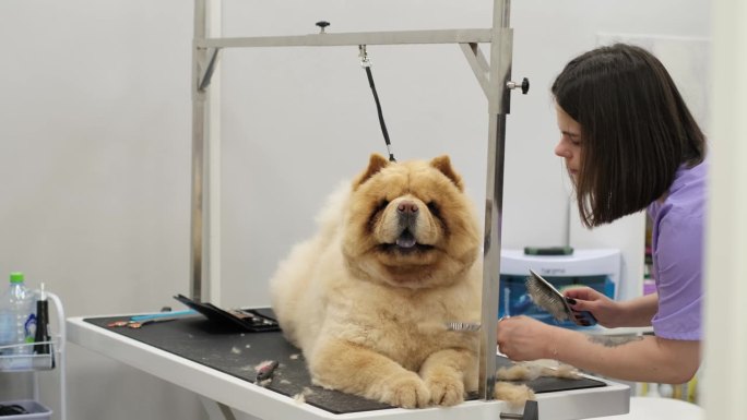 夏季美容:为了帮助狗狗在炎热中保持凉爽，经验丰富的美容师会修剪它厚厚的红色皮毛，特别注意敏感部位。