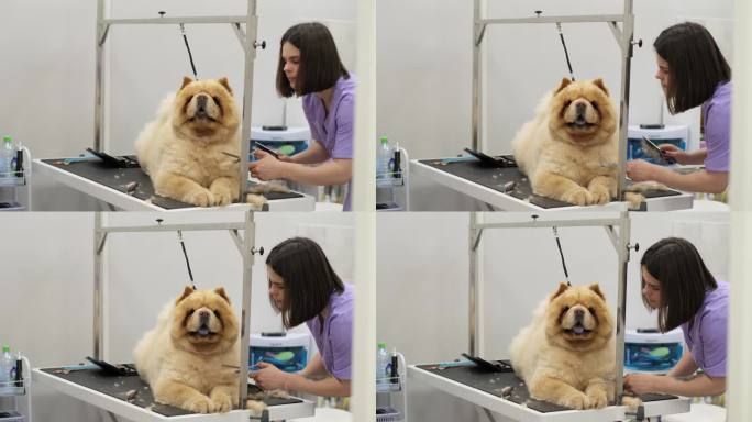 夏季美容:为了帮助狗狗在炎热中保持凉爽，经验丰富的美容师会修剪它厚厚的红色皮毛，特别注意敏感部位。