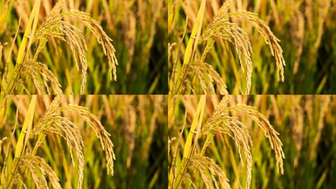 沉甸甸饱满的水稻稻穗迎来秋收丰收
