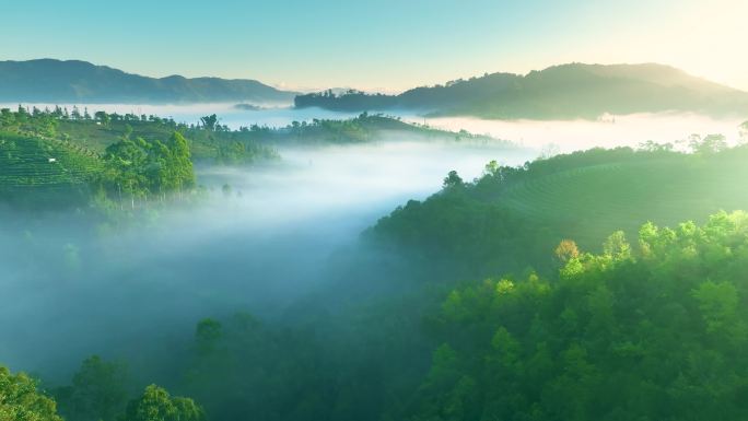 云雾中的茶山