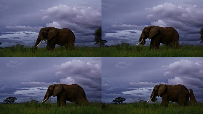非洲大象在坦桑尼亚的草地上吃草，天空多云