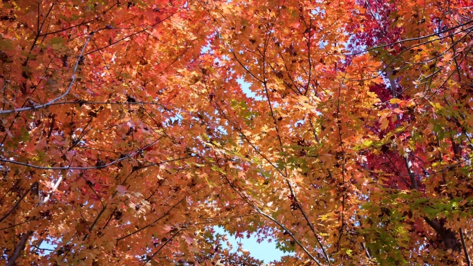 秋天树上变红的树叶