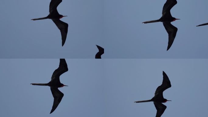 壮观的军舰鸟，这是一种黑色的大海鸟，有一个典型的红色的不规则的囊。军舰鸟在南美洲厄瓜多尔太平洋上的加