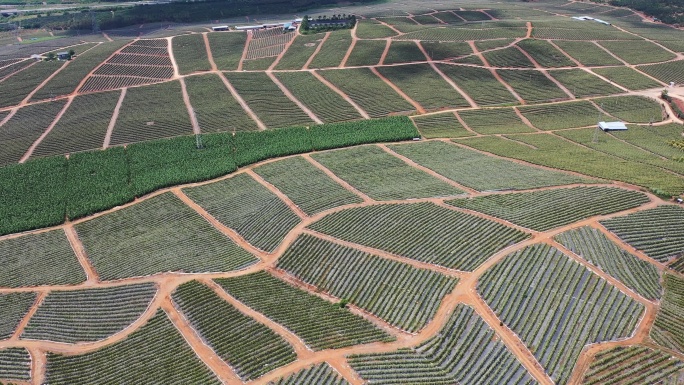 万亩火龙果基地航拍