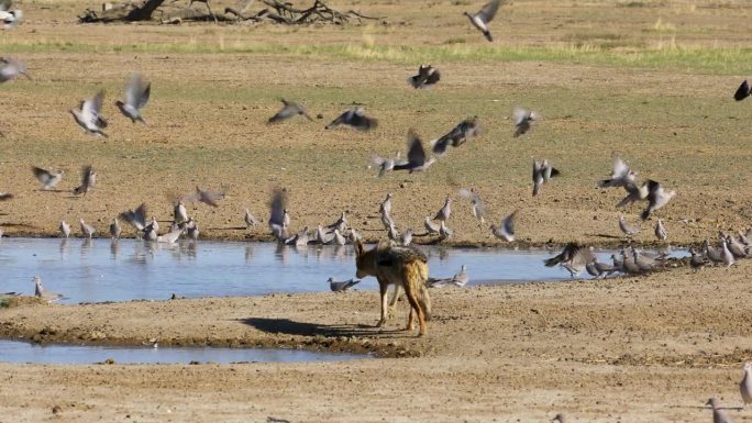 黑背豺(Canis mesomelas)猎杀角斑鸠，喀拉哈里沙漠，南非