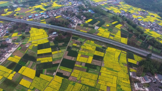 航拍高速公路穿过四川春天的油菜花地