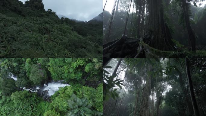 海南热带雨林