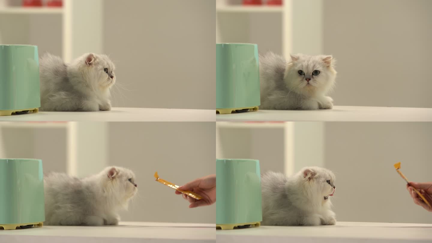 可爱的白猫趴在桌子上吃猫条