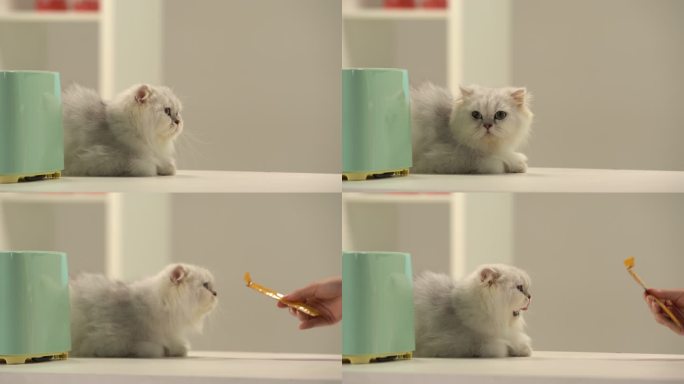 可爱的白猫趴在桌子上吃猫条