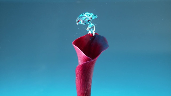 蓝色背景上的红花浸没在水中，释放出气泡