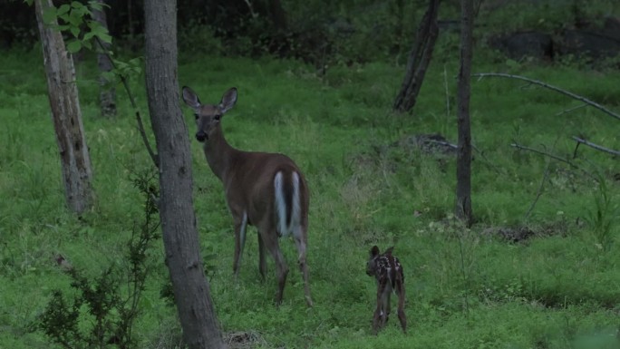 喂小鹿宝宝，白尾鹿，弗吉尼亚州