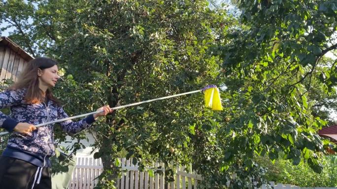 一名妇女在果园里用高果树采摘机摘苹果