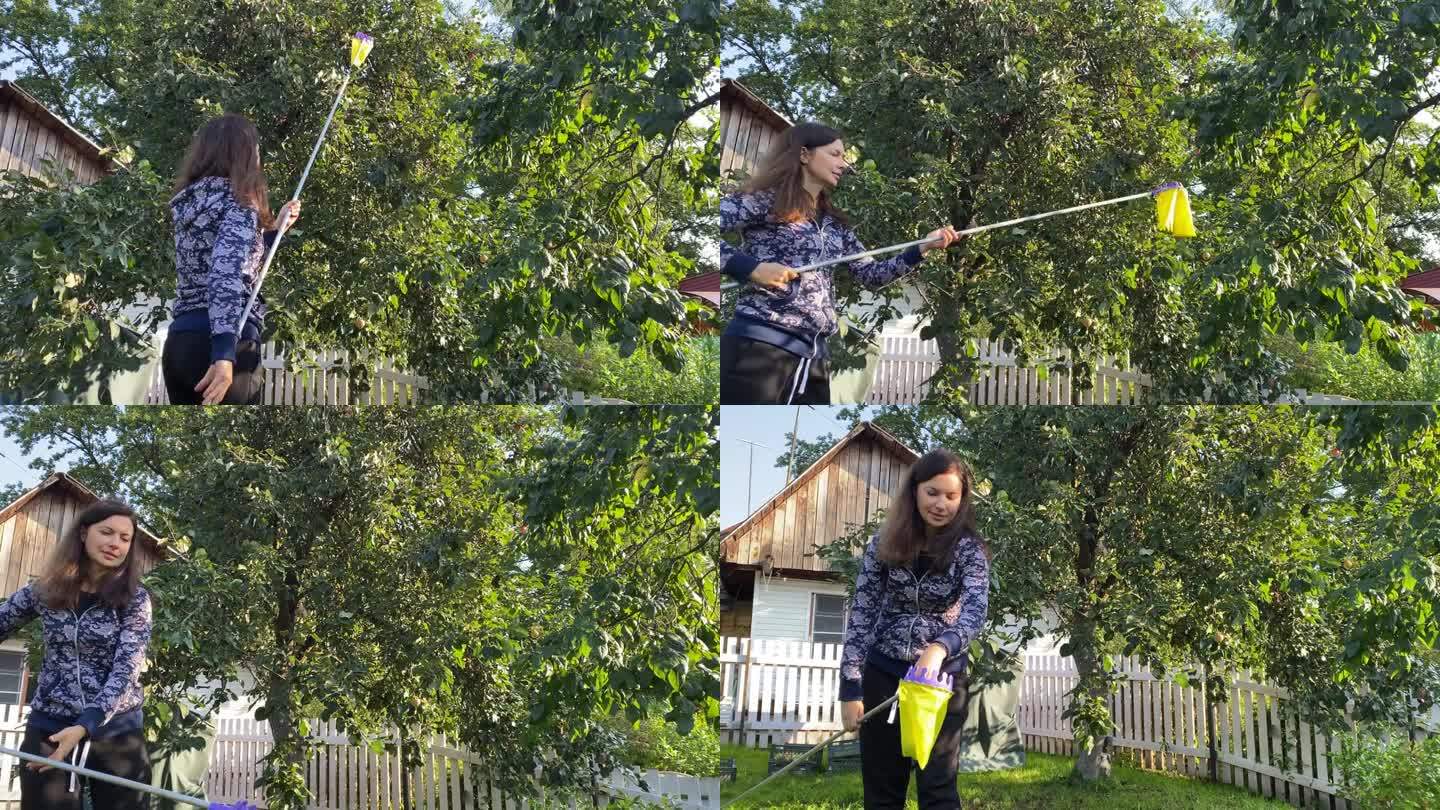 一名妇女在果园里用高果树采摘机摘苹果