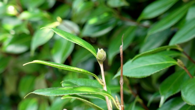 秋山茶花的嫩绿花蕾与常绿茂盛多汁的叶子紧密相连