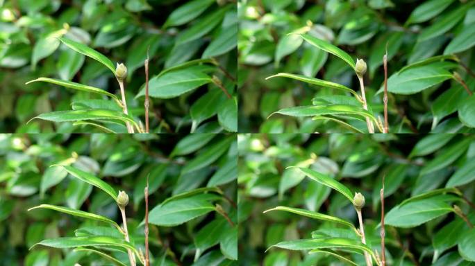 秋山茶花的嫩绿花蕾与常绿茂盛多汁的叶子紧密相连
