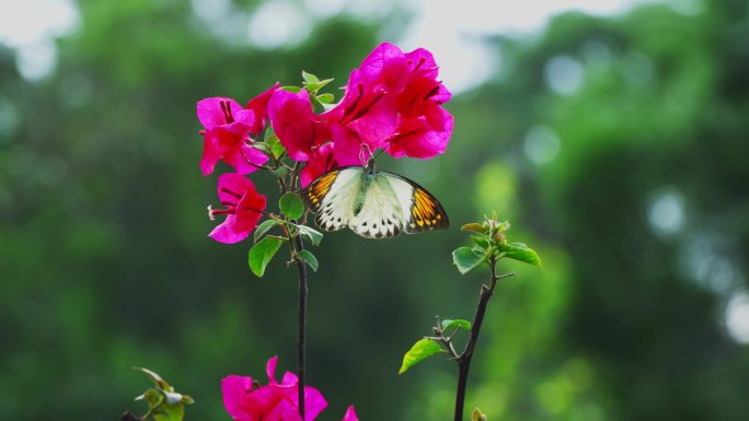 蝴蝶与三角梅 蝶恋花