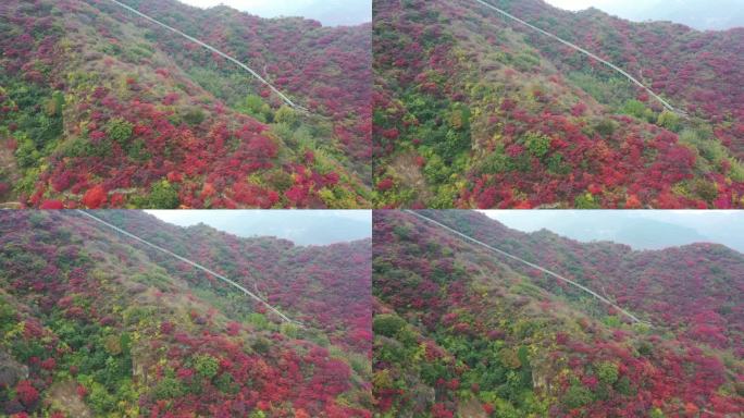 天赐山红叶季