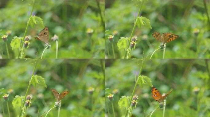 孔雀三色蝶吃花蜜花粉。
