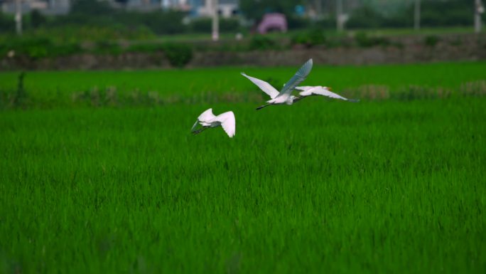 稻田里飞舞的精灵白鹭