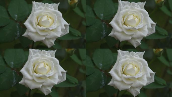 白玫瑰植物在花园里的视频