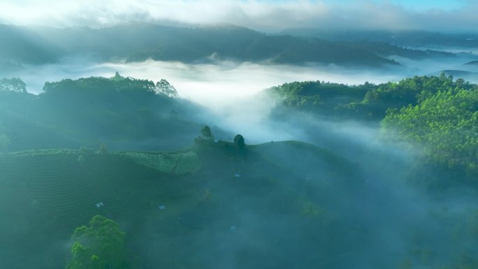 云雾中的茶山