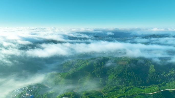 云雾中的茶山