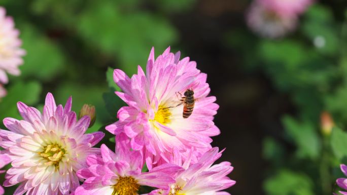 蜜蜂飞舞