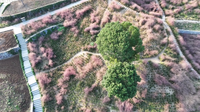 台州温岭植物园粉黛乱子草航拍