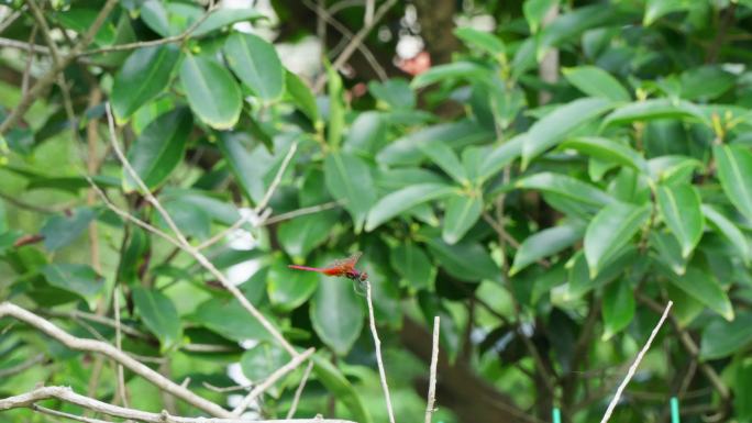 一只停在树丫上的红蜻蜓